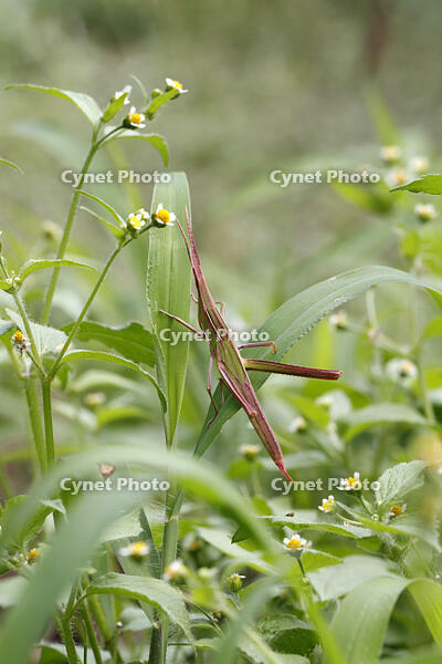 ショウリョウバッタ　幼虫　赤色型　2010.08　山梨県 [BAR110004773]