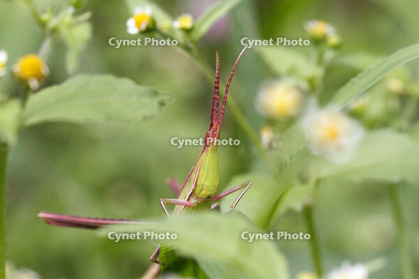 ショウリョウバッタ　幼虫　赤色型　2010.08　山梨県 [BAR110004774]