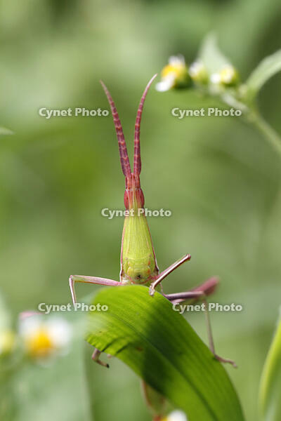 ショウリョウバッタ　幼虫　赤色型　顔　2010.08　山梨県 [BAR110004775]