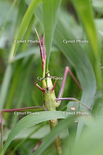 ショウリョウバッタ　幼虫　赤色型　草を食べる　2010.08　山梨県 [BAR110004776]