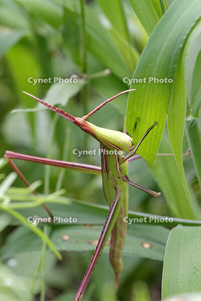 ショウリョウバッタ　幼虫　赤色型　草を食べる　2010.08　山梨県 [BAR110004777]