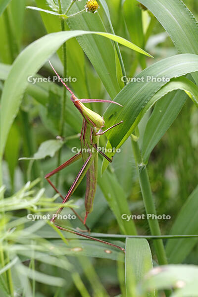 ショウリョウバッタ　幼虫　赤色型　草を食べる　2010.08　山梨県 [BAR110004778]