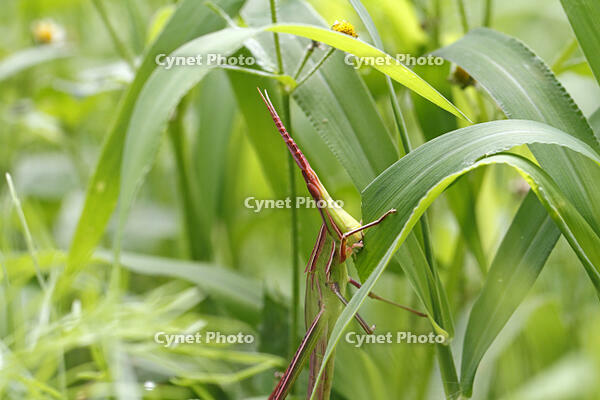 ショウリョウバッタ　幼虫　赤色型　草を食べる　2010.08　山梨県 [BAR110004779]