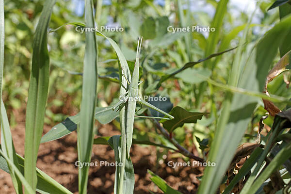 ショウリョウバッタ♀　幼虫　2010.08　山梨県 [BAR110004780]