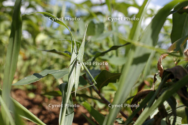 ショウリョウバッタ♀　幼虫　2010.08　山梨県 [BAR110004781]