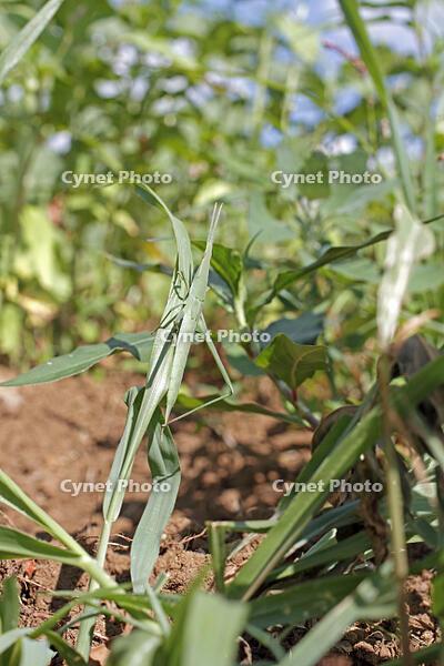 ショウリョウバッタ♀　幼虫　2010.08　山梨県 [BAR110004782]