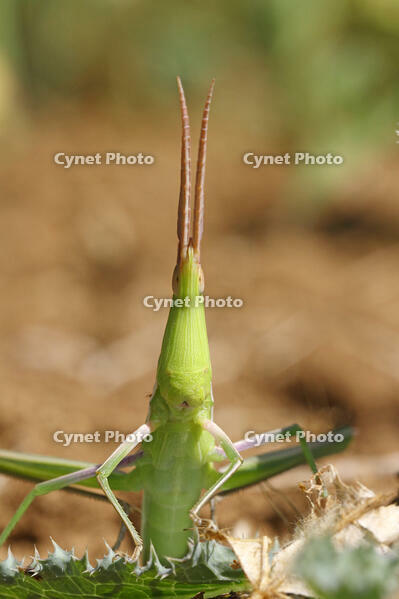 ショウリョウバッタ♀　幼虫　2010.08　山梨県 [BAR110004783]
