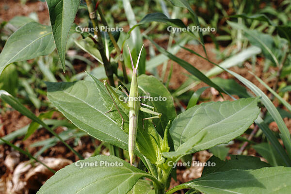 ショウリョウバッタ♀　幼虫　2010.08　山梨県 [BAR110004784]