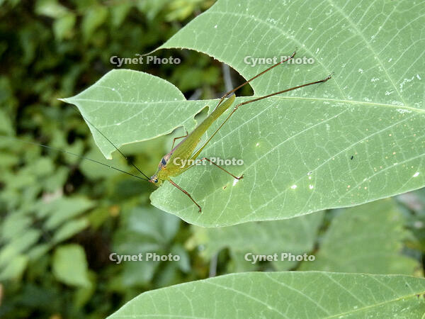 セスジツユムシ　2010.08　山梨県 [BAR110004785]