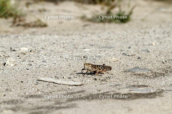 トノサマバッタ　2010.10　山梨県 [BAR110004786]