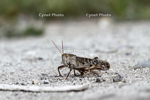 トノサマバッタ　2010.10　山梨県 [BAR110004787]