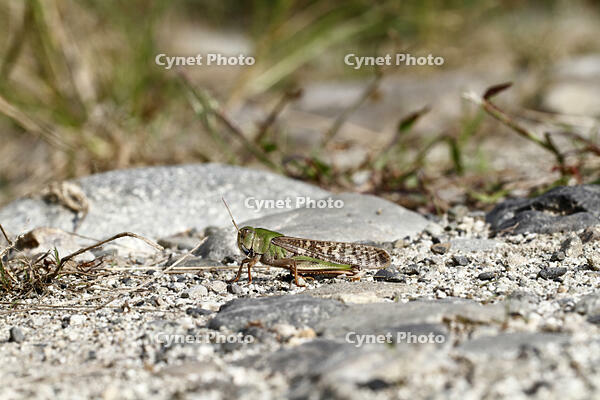 トノサマバッタ　2010.10　山梨県 [BAR110004788]