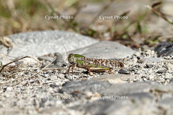 トノサマバッタ　2010.10　山梨県 [BAR110004789]