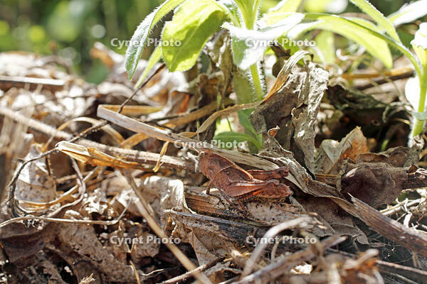 トノサマバッタ　幼虫　2010.08　山梨県 [BAR110004790]