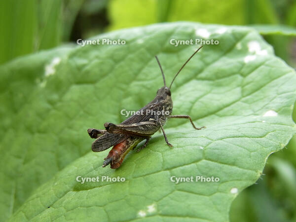 ヒナバッタ　2010.08　山梨県 [BAR110004791]