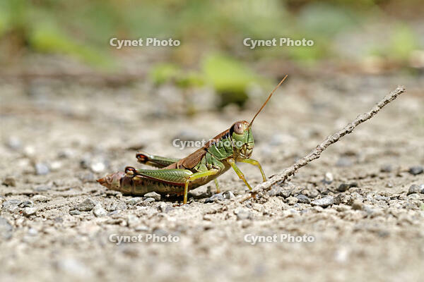 フキバッタの一種　2010.09　山梨県 [BAR110004794]