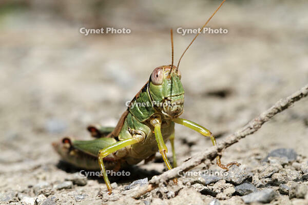 フキバッタの一種　2010.09　山梨県 [BAR110004795]