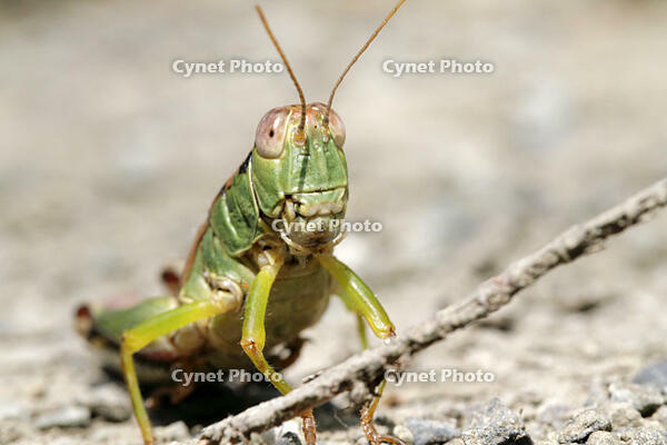フキバッタの一種　2010.09　山梨県 [BAR110004796]