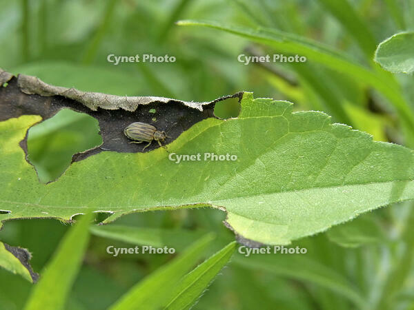 ブタクサハムシ　2010.08　山梨県 [BAR110004797]