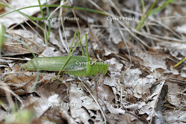 ヤマクダマキモドキ　ツユムシ科　2010.10　山梨県 [BAR110004798]