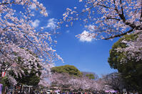 桜咲く上野公園 [YHI110010050]