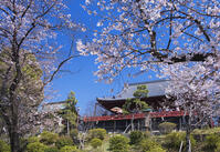 桜咲く上野公園の清水観音堂 [YHI110010051]