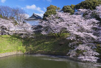 桜咲く千鳥ヶ淵 [YHI110010053]