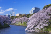 桜咲く千鳥ヶ淵 [YHI110010054]