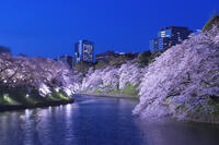 桜咲く千鳥ヶ淵夜景 [YHI110010055]