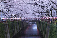 目黒川の桜並木夕景 [YHI110010056]