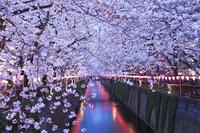 目黒川の桜並木夜景 [YHI110010057]