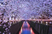 目黒川の桜並木夜景 [YHI110010058]