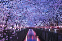 目黒川の桜並木夜景 [YHI110010059]