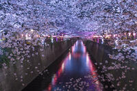 目黒川の桜並木夜景 [YHI110010060]