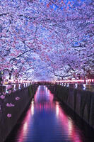目黒川の桜並木夜景 [YHI110010061]
