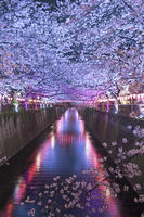 目黒川の桜並木夜景 [YHI110010062]