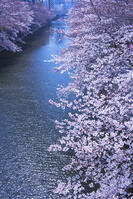 目黒川の桜並木 [YHI110010063]