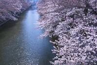 目黒川の桜並木 [YHI110010064]