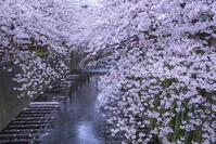 目黒川の桜並木 [YHI110010065]