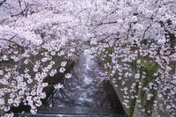 目黒川の桜並木 [YHI110010066]