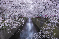 目黒川の桜並木 [YHI110010067]