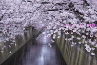 目黒川の桜並木 [YHI110010068]