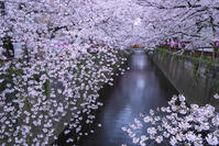 目黒川の桜並木 [YHI110010069]