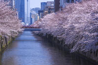 目黒川の桜並木 [YHI110010070]