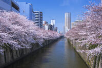 目黒川の桜並木 [YHI110010071]