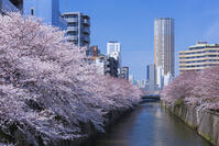 目黒川の桜並木 [YHI110010072]