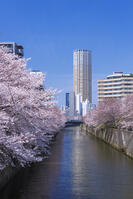目黒川の桜並木 [YHI110010073]