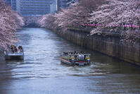目黒川の桜並木とお花見クルーズ [YHI110010074]