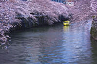 目黒川の桜並木とお花見クルーズ [YHI110010076]