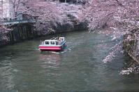 目黒川の桜並木とお花見クルーズ [YHI110010077]